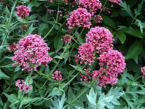Centranthus ruber и его цветы