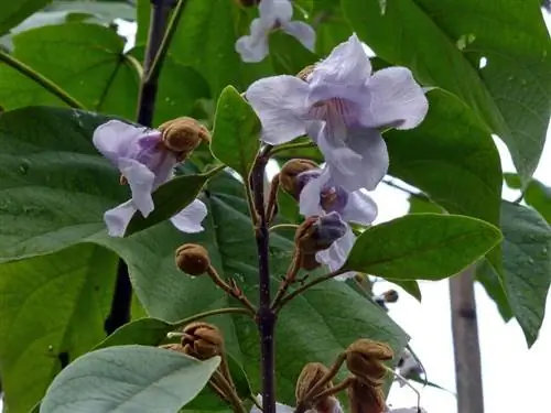 сиреневые цветы дерева Paulownia elongata