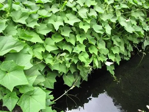 Вид растений Sechium edule