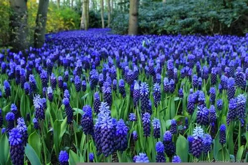 Назарянин (Muscari ignorecum)