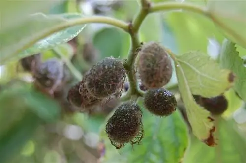 странные плоды дерева под названием Broussonetia papyrifera
