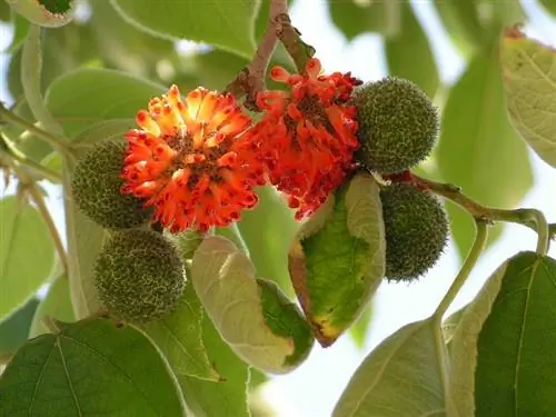 Шелковица турецкая (Broussonetia papyrifera)