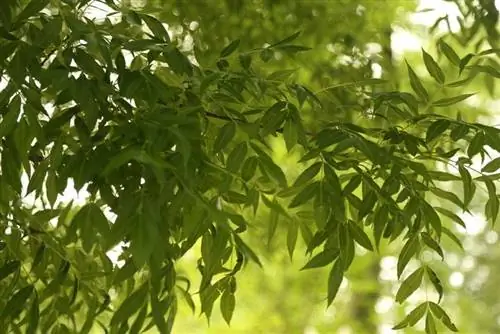 Листья Fraxinus angustifolia опадающие.