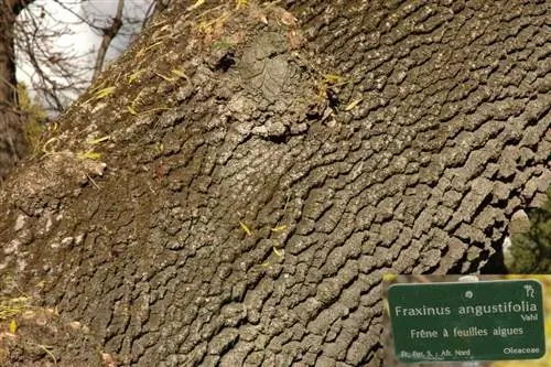 Ствол Fraxinus angustifolia толстый.