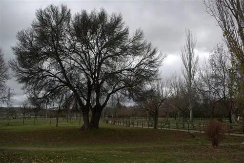 Fraxinus angustifolia - крупное дерево.