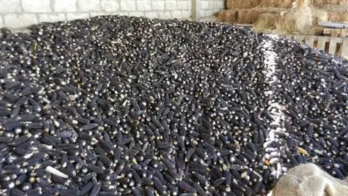 голубая кукуруза