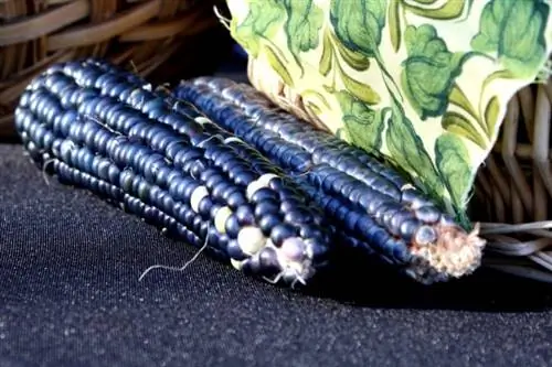 Голубая кукуруза (Zea mays)