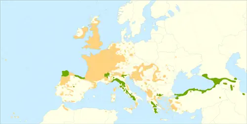 Каштан родом из Европы