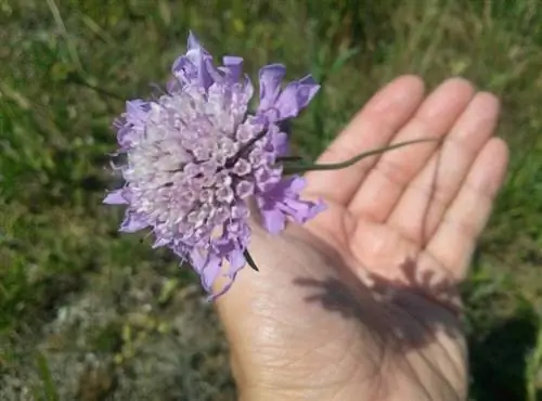 рука держит фиолетовый цветок