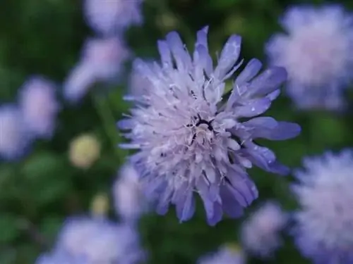 цветок с голубоватыми лепестками называется Knautia arvensis