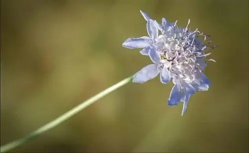 Чесотка полевая (Knautia arvensis)