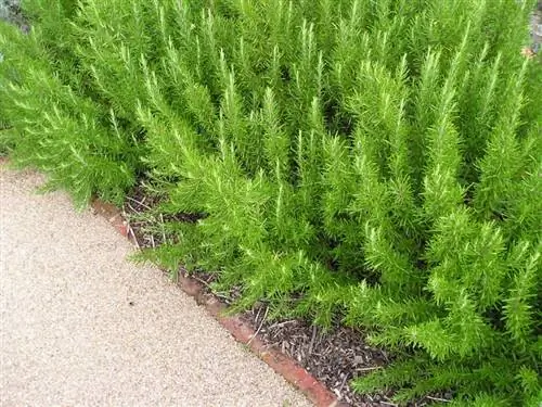 живая изгородь из розмарина