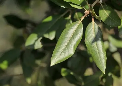 дубовые листья