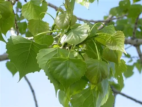 Листья Populus deltoides