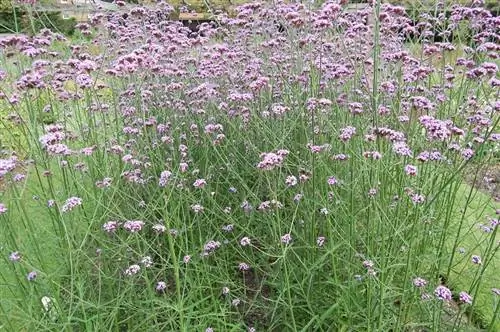 Характеристики Verbena bonariensis