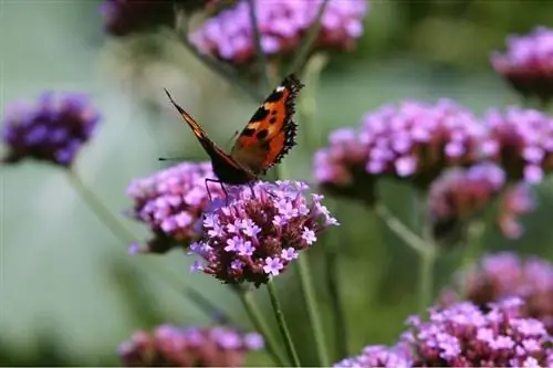 Пурпурное опыление вербены