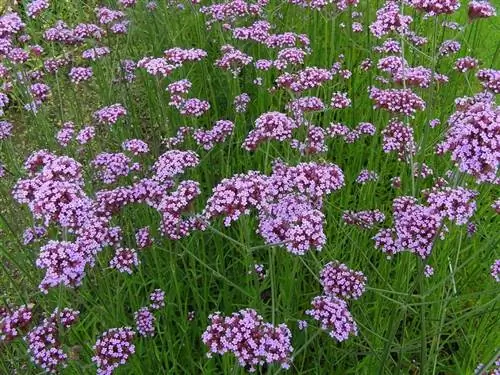 Вербена пурпурная (Verbena bonariensis)