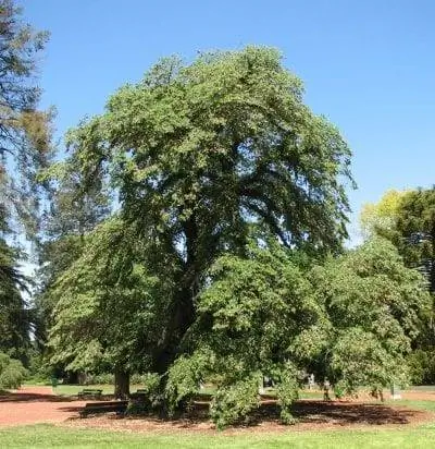 Вид на дерево Ulmus glabra 'Horizontalis'