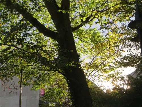 Вяз горный (Ulmus glabra)