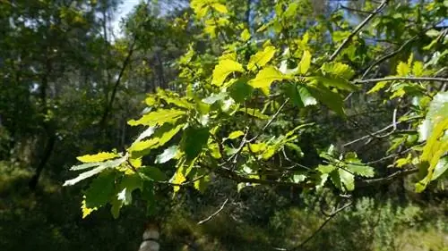 Quercus canariensis растение