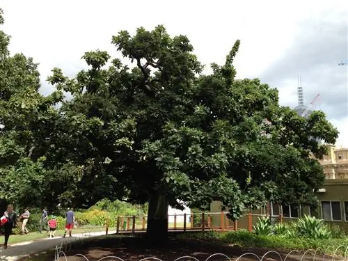 Желчный дуб (Quercus canariensis)
