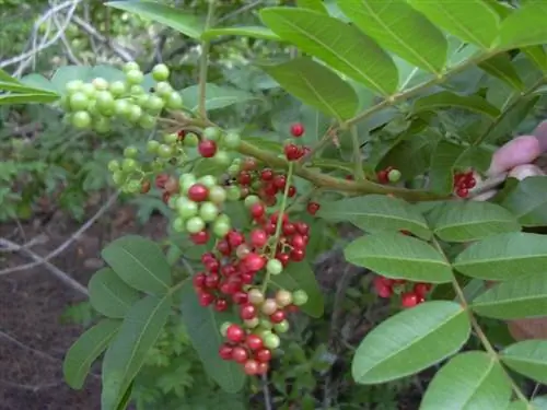 Плоды Schinus terebinthifolius
