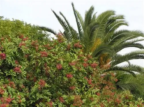 Растение Schinus terebinthifolius