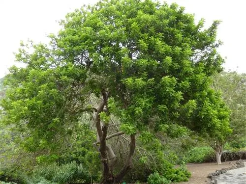 Бразильский перец (Schinus terebinthifolius)