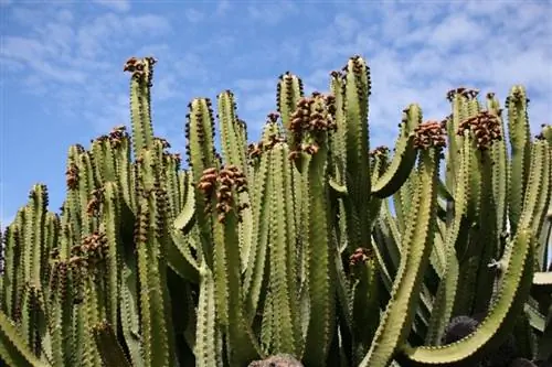 Вид взрослой особи Euphorbia canariensis