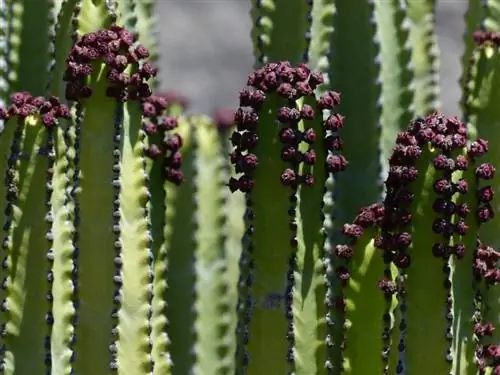 Растение Euphorbia canariensis