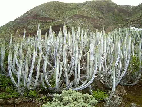 Канарский кардон (Euphorbia canariensis)