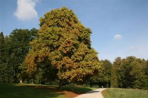 Вид на дерево Liriodendron tulipifera