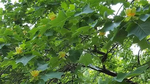 Liriodendron tulipifera - большое дерево.