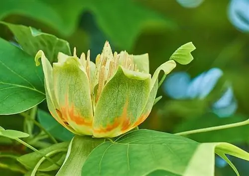 Тюльпановое дерево (Liriodendron tulipifera)