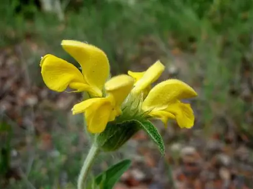 Свечение (Phlomis lychnitis)