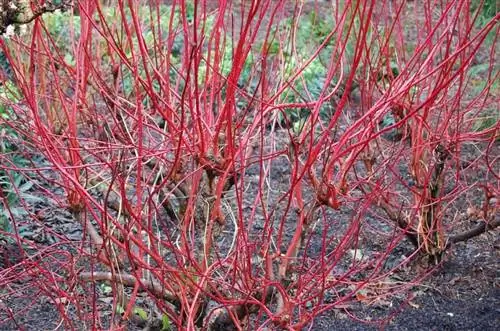 Вид на Cornus alba