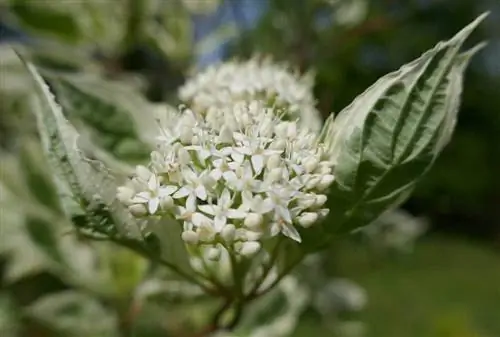 Кизил (Cornus alba)