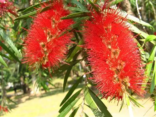 Плачущий Каллистемон (Callistemon viminalis)
