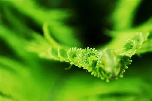 Мужской папоротник (Dryopteris affinis)