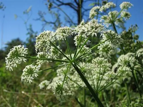 Каковы характеристики Apiaceae?