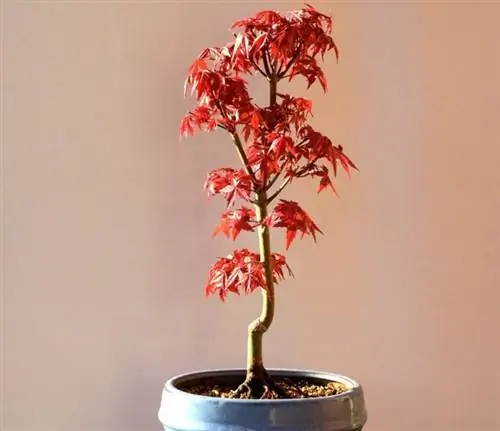 Вид на Acer palmatum 'Deshojo'