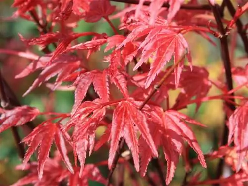 Листопад Acer palmatum