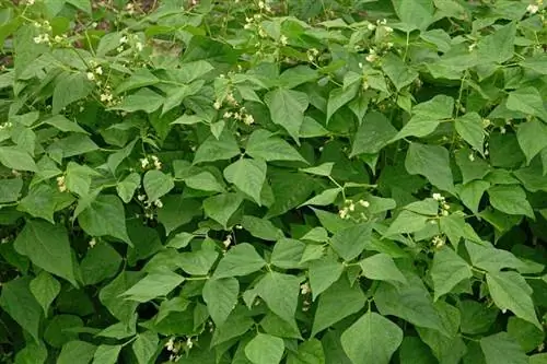 Плантация Phaseolus vulgaris