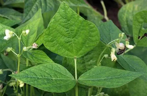 Листья Phaseolus vulgaris