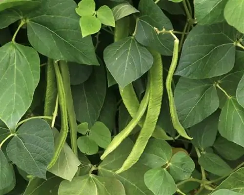 Фасоль (Phaseolus vulgaris)