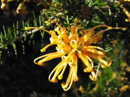 Желтый цветок Grevillea juniperina
