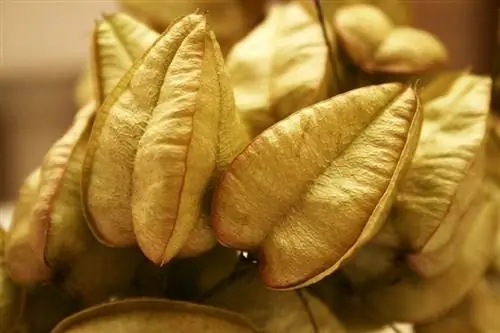 Плоды Koelreuteria paniculata сухие.