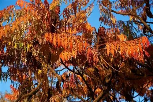 Вид на Koelreuteria paniculata осенью.