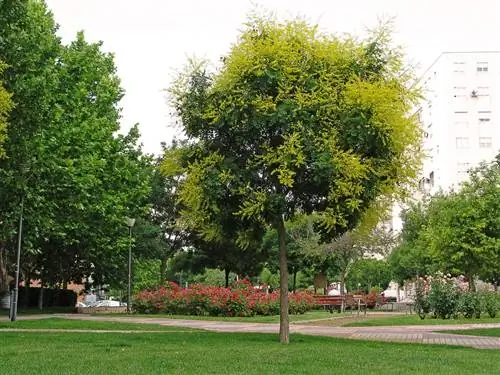 Мыльнянка китайская (Koelreuteria paniculata)