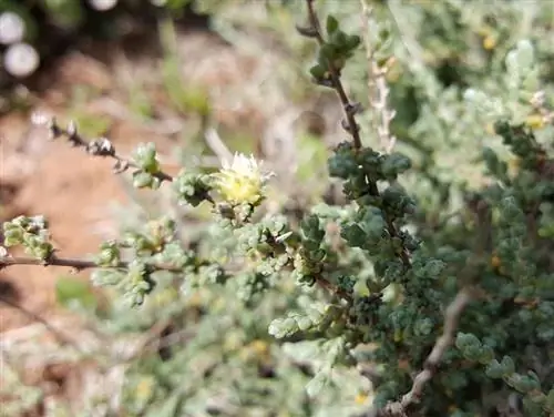 Сизалло (Salsola vermiculata)